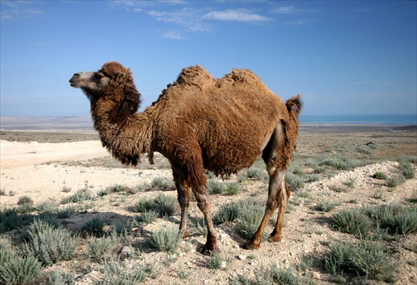 на фото: У верблюдов как раз период линьки стрижки